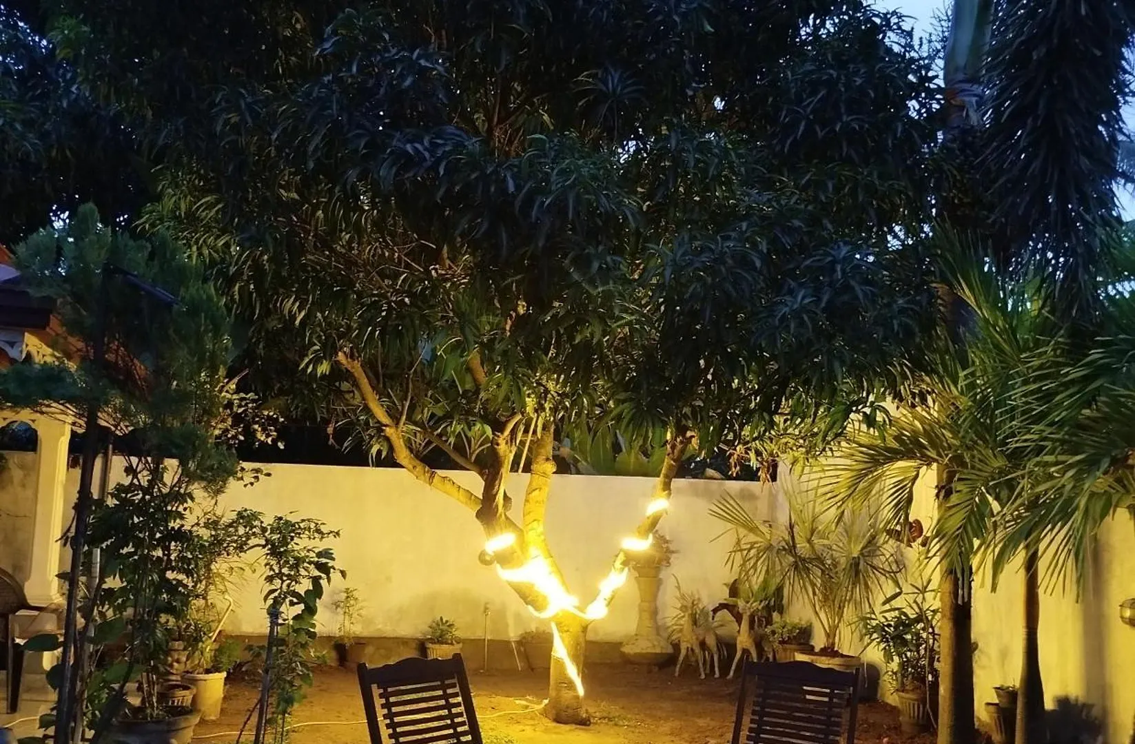 נגומבו White Palace סרי לנקה